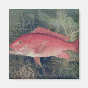 Aimant Red Snapper, de 'Game Fishes of the United State