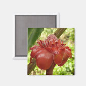 Aimant Red Torch Ginger Tropical Flower Photographie (Recto/Verso)
