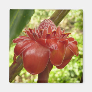Aimant Red Torch Ginger Tropical Flower Photographie