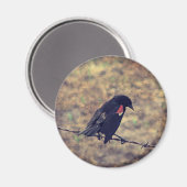Aimant Red Wing Blackbird sur Barbed (Recto/Verso)