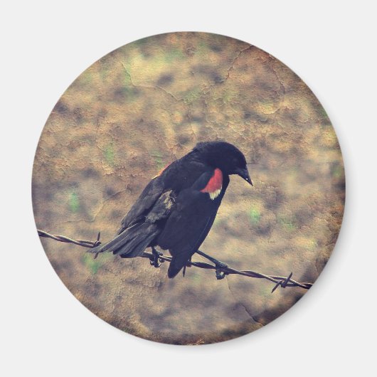 Aimant Red Wing Blackbird sur Barbed (Devant)