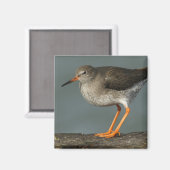 Aimant Redshank | Tringa Totanus (Recto/Verso)