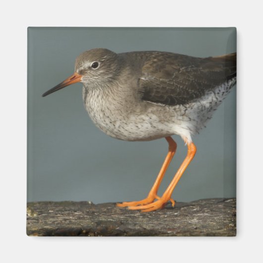 Aimant Redshank | Tringa Totanus (Devant)