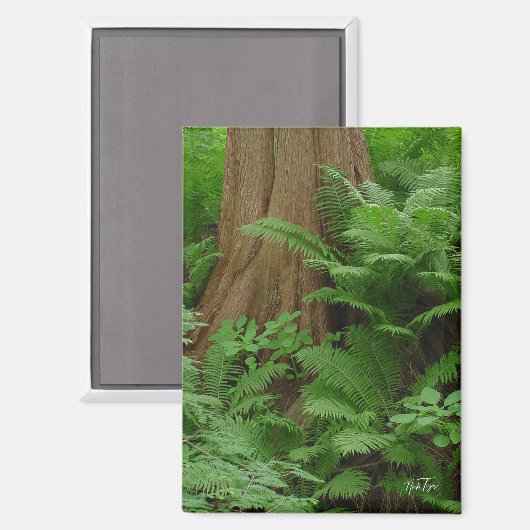 Aimant Redwood & Ferns (Recto/Verso)