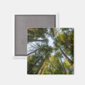 Aimant Redwood National and State Parks, Californie (Recto/Verso)