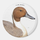 Aimant Réflexions d'un canard à ongles du Nord (Devant)