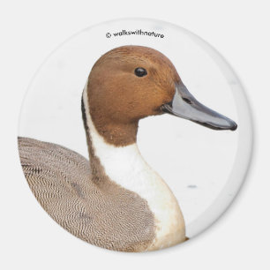 Aimant Réflexions d'un canard à ongles du Nord