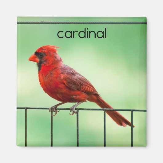 Aimant Réfrigérateur cardinal (Devant)