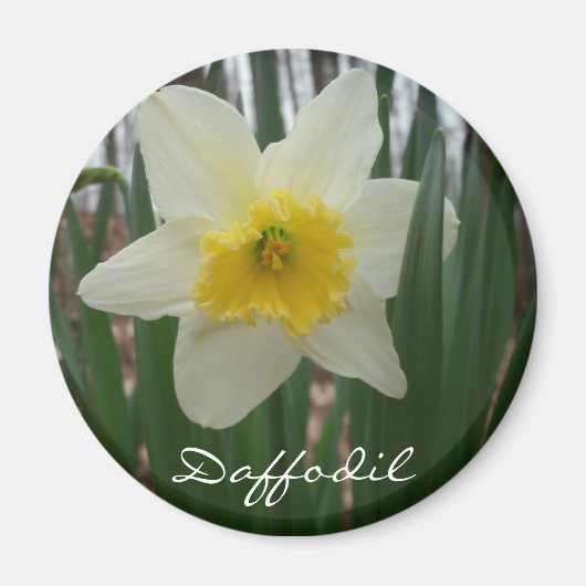 Aimant Réfrigérateur Daffodil (Devant)