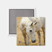 Aimant Réfrigérateur "Lester" (Recto/Verso)