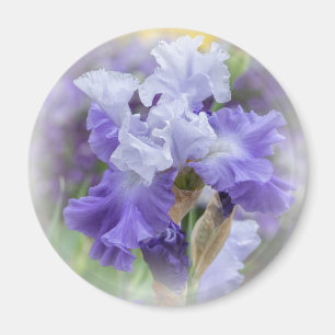 Aimant Regal Beares Iris - Violet & Blanc