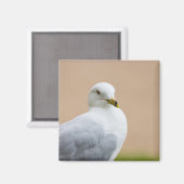 Aimant Regard (Recto/Verso)