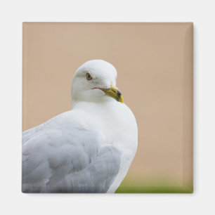 Aimant Regard