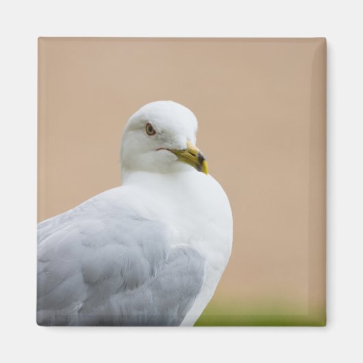 Aimant Regard (Devant)