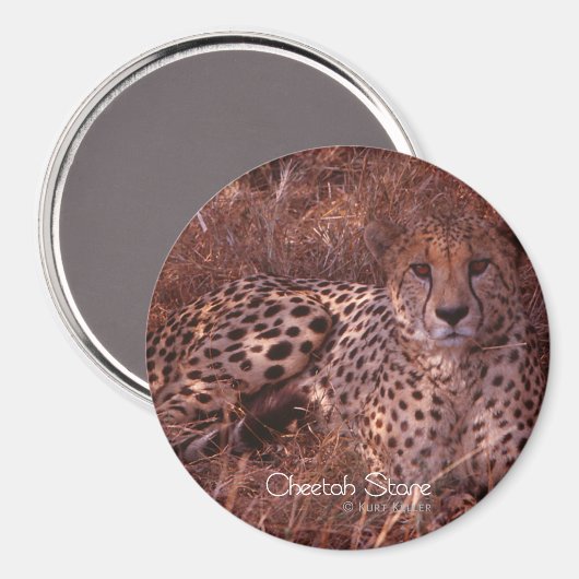 Aimant Regard de guépard (Recto/Verso)