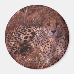 Aimant Regard de guépard