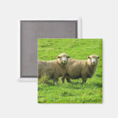 Aimant regard de mouton (Recto/Verso)