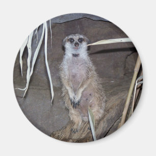 Aimant Regarder de Meerkat