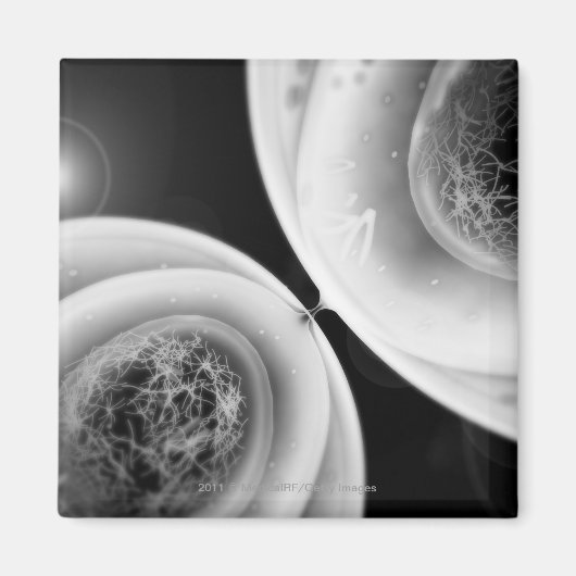 Aimant Regardez de près la division cellulaire (Devant)
