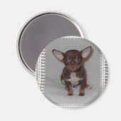 Aimant Règle 1 du Chihuahua (Recto/Verso)