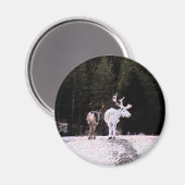 Aimant Reinder (Recto/Verso)