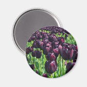 Aimant Reine des Tulips (Recto/Verso)