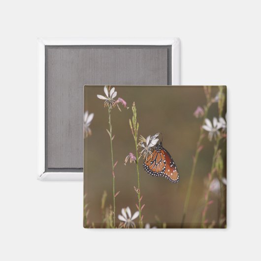 Aimant Reine et milkweed (Recto/Verso)