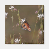 Aimant Reine et milkweed (Devant)