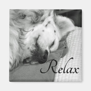 Aimant "Relax" mignon chien dormant Carré magnétique