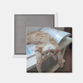 Aimant Relaxation de Kitty (Recto/Verso)