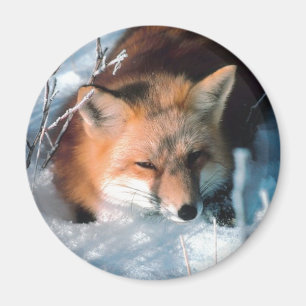 Aimant Renard