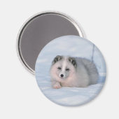 Aimant Renard (Recto/Verso)