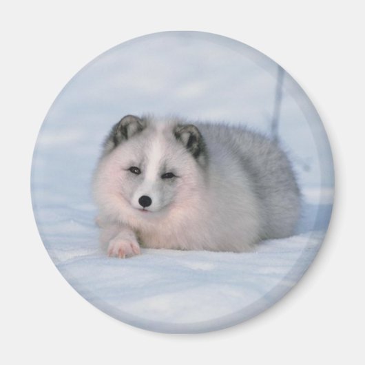 Aimant Renard (Devant)