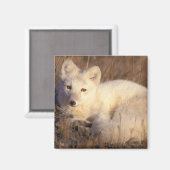 Aimant renard arctique, Alopex lagopus (Recto/Verso)