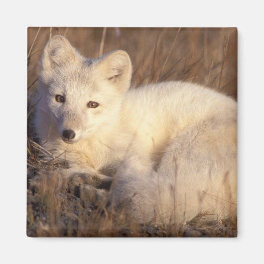 Aimant renard arctique, Alopex lagopus (Devant)