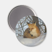 Aimant Renard de repos (Recto/Verso)