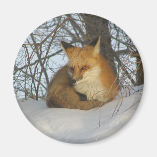 Aimant Renard de repos