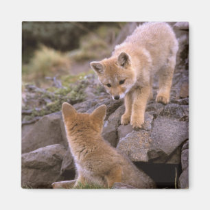Aimant Renard gris d'Amérique du Sud (Lycalopex griseus)