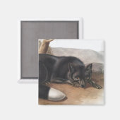 Aimant Renard noir ou argenté américain (Vulpes fulvus) (Recto/Verso)