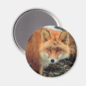 Aimant Renard rouge au cap Newenham (Recto/Verso)