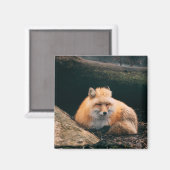 Aimant Renard Rouge Endormi (Recto/Verso)