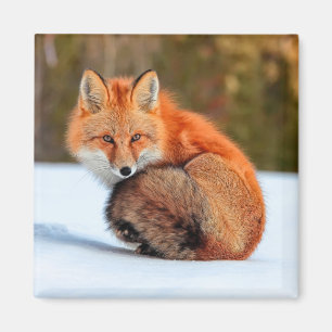 Aimant Renard roux dans la neige Yukon