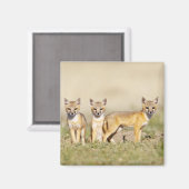 Aimant Renard roux (Vulpes macrotis) jeune au terrier, 3 (Recto/Verso)