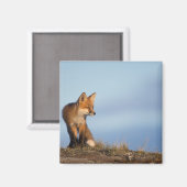 Aimant renard roux, Vulpes vulpes (Recto/Verso)