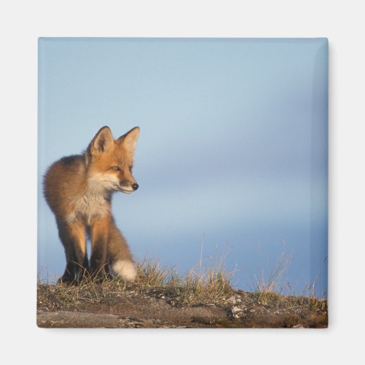 Aimant renard roux, Vulpes vulpes (Devant)