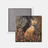 Aimant renard roux, Vulpes vulpes (Recto/Verso)