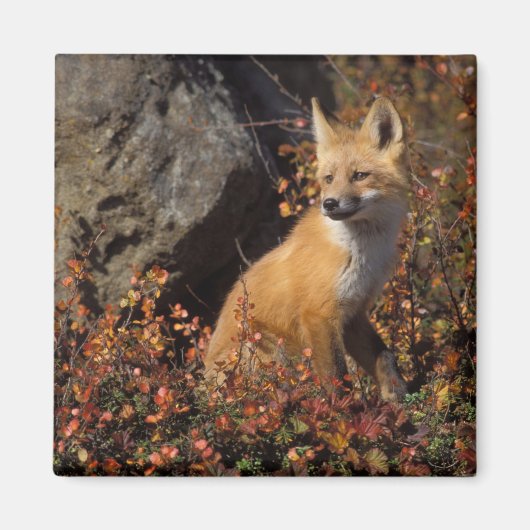 Aimant renard roux, Vulpes vulpes (Devant)