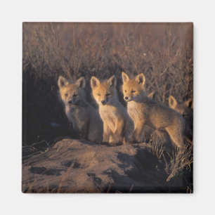 Aimant renard roux, Vulpes vulpes, kits
