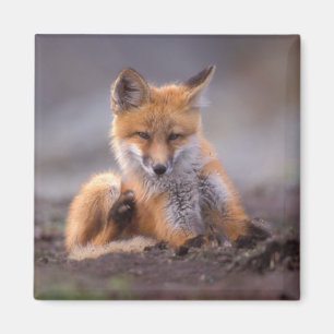 Aimant renard roux, Vulpes vulpes, petit se grattant,