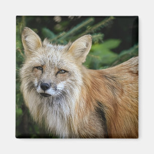 Aimant Renard sauvage